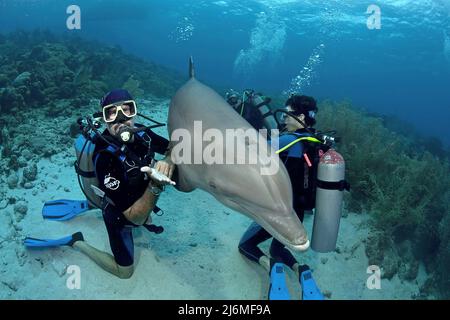 Subacqueo e delfino di Bottlenose (Tursiops truncatus), Dolphin-Academy, Curacao, Antille olandesi, Caraibi, Caraibi Foto Stock