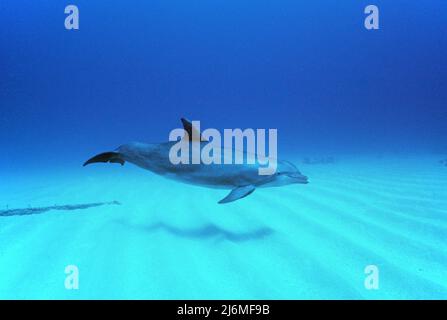 Delfino a collo di bottiglia (Tursiops truncatus), in acque poco profonde, Egitto, Mar Rosso Foto Stock