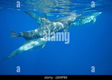 Delfino Indo-Pacifico a collo di bottiglia (Tursiops aduncus), in acque blu, Maldive, Oceano Indiano, Asia Foto Stock