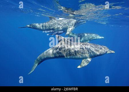 Delfino Indo-Pacifico a collo di bottiglia (Tursiops aduncus), in acque blu, Maldive, Oceano Indiano, Asia Foto Stock