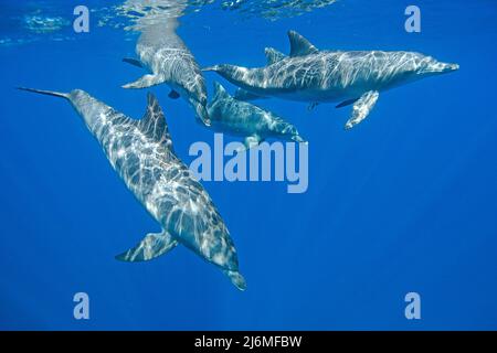 Delfino Indo-Pacifico a collo di bottiglia (Tursiops aduncus), in acque blu, Maldive, Oceano Indiano, Asia Foto Stock