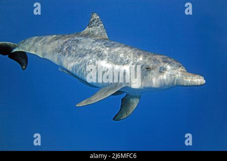 Delfino Indo-Pacifico a collo di bottiglia (Tursiops aduncus), in acque blu, Maldive, Oceano Indiano, Asia Foto Stock