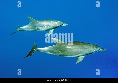 Delfino Indo-Pacifico a collo di bottiglia (Tursiops aduncus), in acque blu, Maldive, Oceano Indiano, Asia Foto Stock