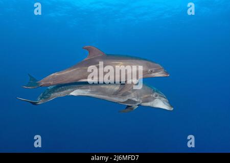 Un gruppo di delfini Bottlenose (Tursiops truncatus), in acque blu, Socorro, Messico, Oceano Pacifico, America Foto Stock