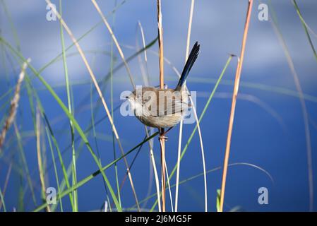 Maschio superba fata-wren, con piumaggio marrone opaco e coda blu a punta di cielo, arroccato su una canna sottile vicino ad un lago durante l'autunno Foto Stock