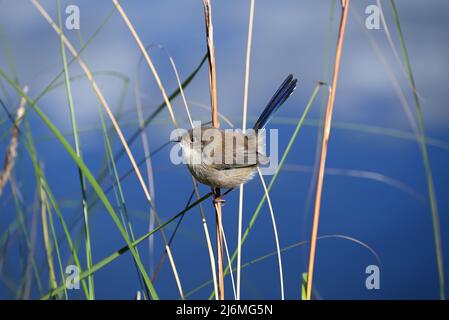 Maschio superba fata-wren, con piumaggio marrone opaco e coda blu, arroccato su una canna sottile vicino ad un lago durante l'autunno Foto Stock