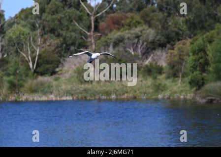 Gabbiano illuminato al sole, o gabbiano d'argento, in volo sopra un lago, con vegetazione coperta riva sullo sfondo Foto Stock