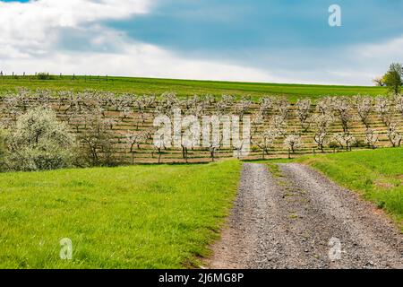 Vista di una piantagione di ciliegi a basso gambo in fiori bianchi Foto Stock