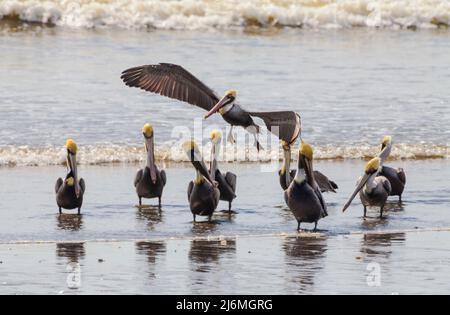 Pelicans bruni sulla spiaggia, Pelecanus occidentalis, a Punta Chame, costa del Pacifico, provincia di Panama, Repubblica di Panama, America Centrale. Foto Stock