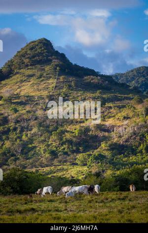 Paesaggio montano di Panama con bestiame che pascola nei campi verdi di pascolo vicino la Pintada, provincia di Cocle, Repubblica di Panama, America Centrale. Foto Stock