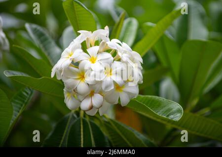 Fiori bianchi di rubra di Plumeria. Fiore Frangipani. Plumeria pudica fiori bianchi fioriti, con foglie verdi di fondo. Foto Stock