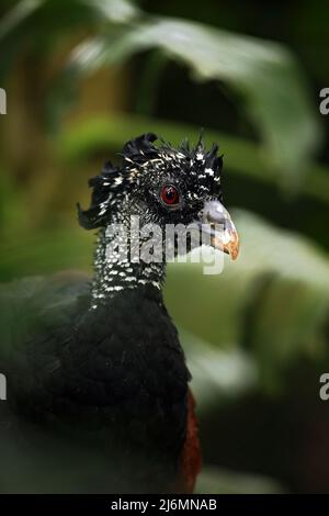 Ritratto di grande Curassow, Crax rubra, Costa Rica Foto Stock