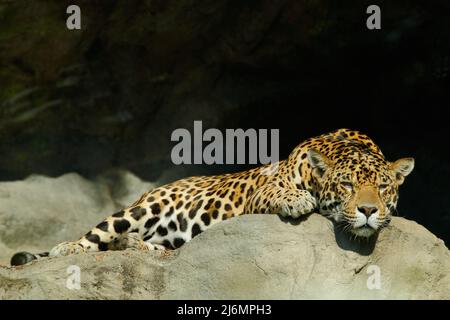 Big spotted gatto Sri Lankan leopardo, Panthera pardus kotiya, sdraiato sulla pietra nella roccia, Yala parco nazionale, Sri Lanka Foto Stock