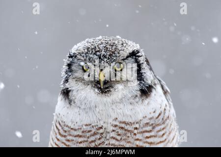 Hawk Owl seduto sul ramo durante l'inverno con fiocco di neve, ritratto di uccello invernale, Svezia Foto Stock