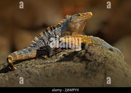 Coppia di rettili, Iguana nera, Ctenosaura similis, maschio e femmina seduti su pietra nera, animale nell'habitat naturale, fauna selvatica, Manuel Antonio nat Foto Stock