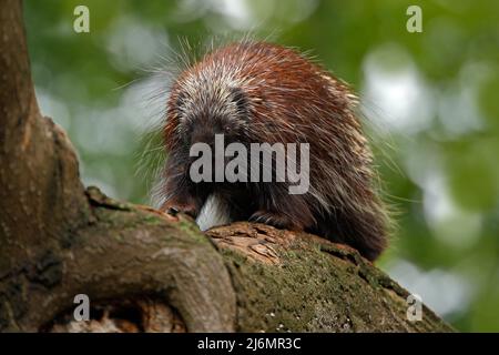 Porcupine messicano a coda di prehensile, Coendu mexicanus, sul tronco d'albero nella natura Foto Stock