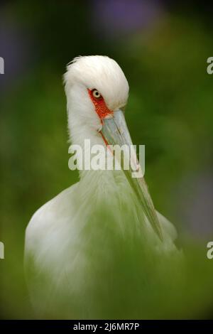 Maguari Stork, Ciconia maguari, ritratto di dettaglio di uccello bianco con occhi rossi, uccello nella natura foresta habitat, nascosto nelle foglie verdi, Pantanal, Foto Stock