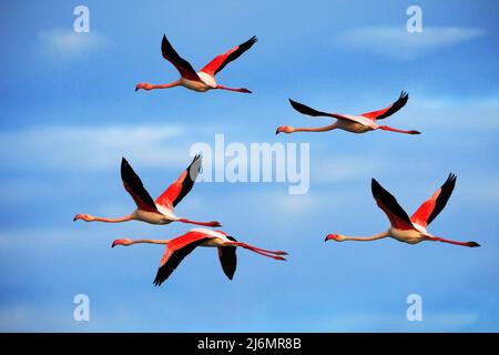 Coppia volante di bel grande uccello rosa grande Flamingo, fenicottero ruber, con cielo azzurro chiaro con nuvole, Camargue, Francia Foto Stock