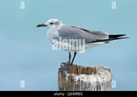 Ridendo Gull, Leuchofaeus atricilla, seduto sul bastone, con sfondo blu chiaro, Belize Foto Stock