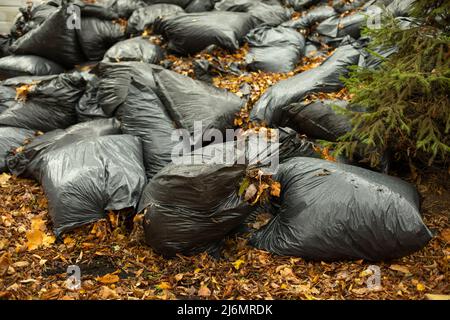 Foglie in sacchi. Sacchetti neri con foglie secche. Dump su strada. Raccolta rifiuti. Foto Stock