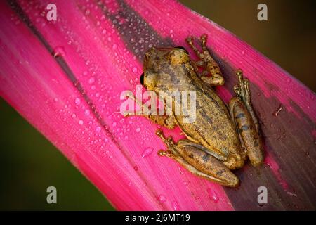Tropic rana Stauffers Treefrog, Scinax staufferi, sito sulle foglie rosa. Rana nella natura tropicale foresta habitat. Costa Rica. Animale raro da CE Foto Stock