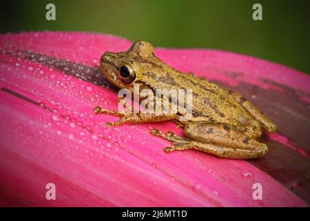Rana tropicale Stauffers Treefrog, Scenax staufferi, seduta sulle foglie rosa. Rana nella natura tropicale foresta habitat. Costa Rica. Animale raro da C. Foto Stock