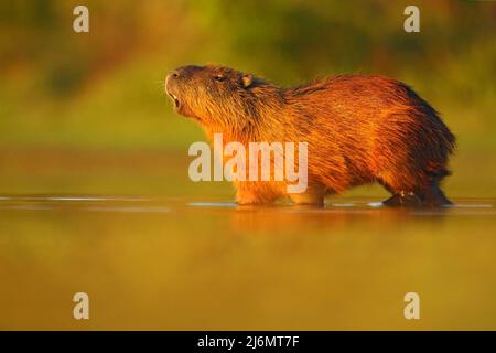 Capybara, Hydrochoerus hydrochaeris, il più grande topo in acqua con luce serale durante il tramonto, animale nell'habitat naturale, Pantanal, Brasile Foto Stock