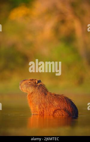 Capybara, Hydrochoerus hydrochaeris, il più grande topo in acqua con luce serale durante il tramonto, animale nell'habitat naturale, Pantanal, Brasile Foto Stock