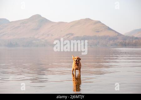 Un animale domestico rosso Labrador Retriever cane in piedi in un lago tranquillo in vacanza nel Lake District National Park con spazio copia Foto Stock