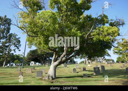 Inglewood, California, USA 29th Aprile 2022 Inglewood Park Cemetery il 29 Aprile 2022 a Inglewood, Los Angeles, California, USA. Foto di Barry King/Alamy Stock Foto Foto Stock