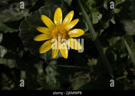 Un fiore giallo chiaro di Celandine minore, ficaria verna, fiorente in primavera, vista ravvicinata Foto Stock