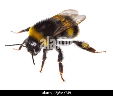 Insetti d'europa - api: Vista diagonale macro di bumblebee femminile (complesso Bombus lucrorum ) isolato su sfondo bianco Foto Stock
