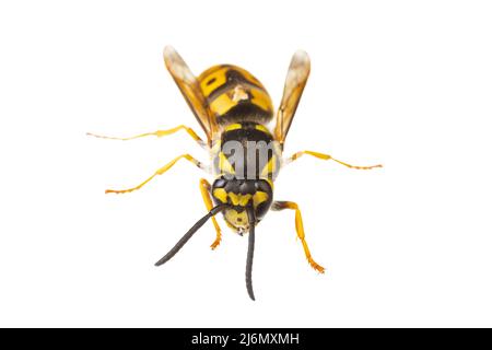 Insetti d'europa - vespe: Macro di Vespola germanica vespe tedesca vespe europea isolata su sfondo bianco Foto Stock