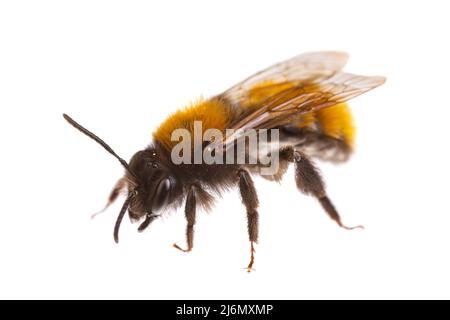 Insetti d'europa - api: Vista laterale dell'ape da miniera femminile (Andrena fulva tedesco Rottelzige Sandbiene) isolato su sfondo bianco Foto Stock