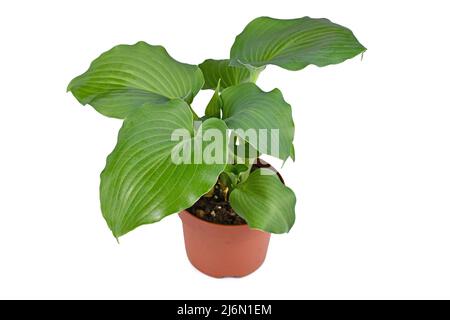 Vaso 'Hosta Moonlight Sonata' giardino pianta su sfondo bianco Foto Stock