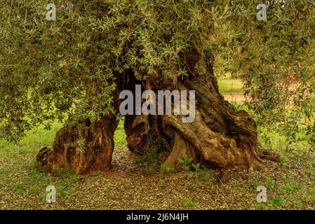 Finca de l'Arion ulivi millenari antichi, a Ulldecona (Tarragona, Catalogna, Spagna) ESP: Olivos milenarios de la Finca de l'Arion en Ulldecona Foto Stock