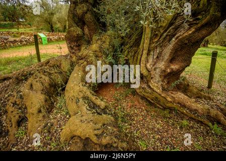 Finca de l'Arion ulivi millenari antichi, a Ulldecona (Tarragona, Catalogna, Spagna) ESP: Olivos milenarios de la Finca de l'Arion en Ulldecona Foto Stock