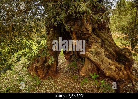 Finca de l'Arion ulivi millenari antichi, a Ulldecona (Tarragona, Catalogna, Spagna) ESP: Olivos milenarios de la Finca de l'Arion en Ulldecona Foto Stock