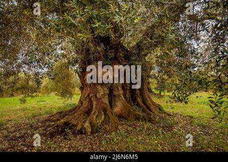 Finca de l'Arion ulivi millenari antichi, a Ulldecona (Tarragona, Catalogna, Spagna) ESP: Olivos milenarios de la Finca de l'Arion en Ulldecona Foto Stock