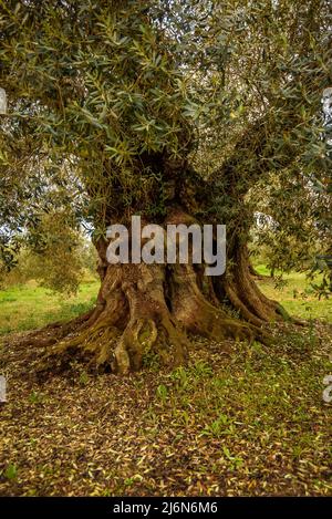 Finca de l'Arion ulivi millenari antichi, a Ulldecona (Tarragona, Catalogna, Spagna) ESP: Olivos milenarios de la Finca de l'Arion en Ulldecona Foto Stock