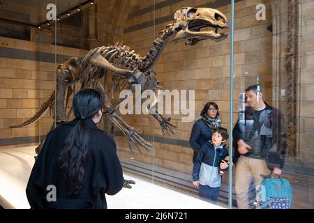 I visitatori interagiscono con Mantellissaurus Atherfieldensis o Iguanodon al Natural History Museum il 27th aprile 2022 a Londra, Regno Unito. Questo dinosauro è stato rinominato dopo il grande paleontologo Gedeone Mantell. Il museo espone una vasta gamma di esemplari provenienti da vari segmenti di storia naturale. Il museo ospita esemplari di scienze della vita e della terra, che comprendono circa 80 milioni di oggetti all'interno di cinque collezioni principali: Botanica, entomologia, mineralogia, paleontologia e zoologia. Il museo è un centro di ricerca specializzato in tassonomia, identificazione e conservazione. Foto Stock
