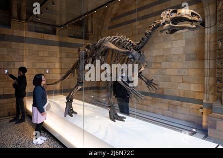 I visitatori interagiscono con Mantellissaurus Atherfieldensis o Iguanodon al Natural History Museum il 27th aprile 2022 a Londra, Regno Unito. Questo dinosauro è stato rinominato dopo il grande paleontologo Gedeone Mantell. Il museo espone una vasta gamma di esemplari provenienti da vari segmenti di storia naturale. Il museo ospita esemplari di scienze della vita e della terra, che comprendono circa 80 milioni di oggetti all'interno di cinque collezioni principali: Botanica, entomologia, mineralogia, paleontologia e zoologia. Il museo è un centro di ricerca specializzato in tassonomia, identificazione e conservazione. Foto Stock