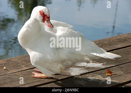 Anatra moscovica (Cairina moschata) con piumaggio bianco su un pontone in legno in acqua Foto Stock
