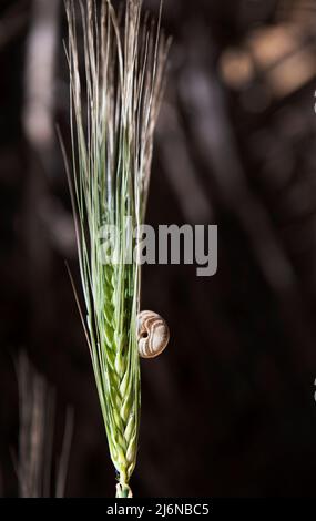 Piccola chiocciola su un'erba isolata in sfondo bokeh scuro e sfocato. Fauna selvatica. Primavera nella natura Foto Stock