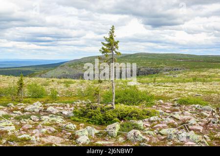 Il vecchio Tjikko ha guadagnato originariamente fama come l' albero più antico del mondo Foto Stock