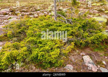 Rami di abete rosso che crescono basso contro il terreno Foto Stock