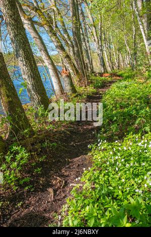 Sentiero escursionistico lungo la riva di un lago con fiori primaverili fioriti Foto Stock