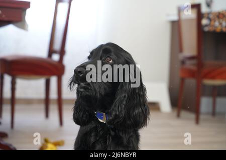 cane, cucciolo di cocker di quattro mesi Foto Stock