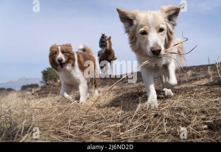 El patio Ranch, Frontier Horses, Aso, Kumamoto Kyushu, Giappone Foto Stock