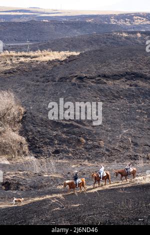 El patio Ranch, Frontier Horses, Aso, Kumamoto Kyushu, Giappone Foto Stock